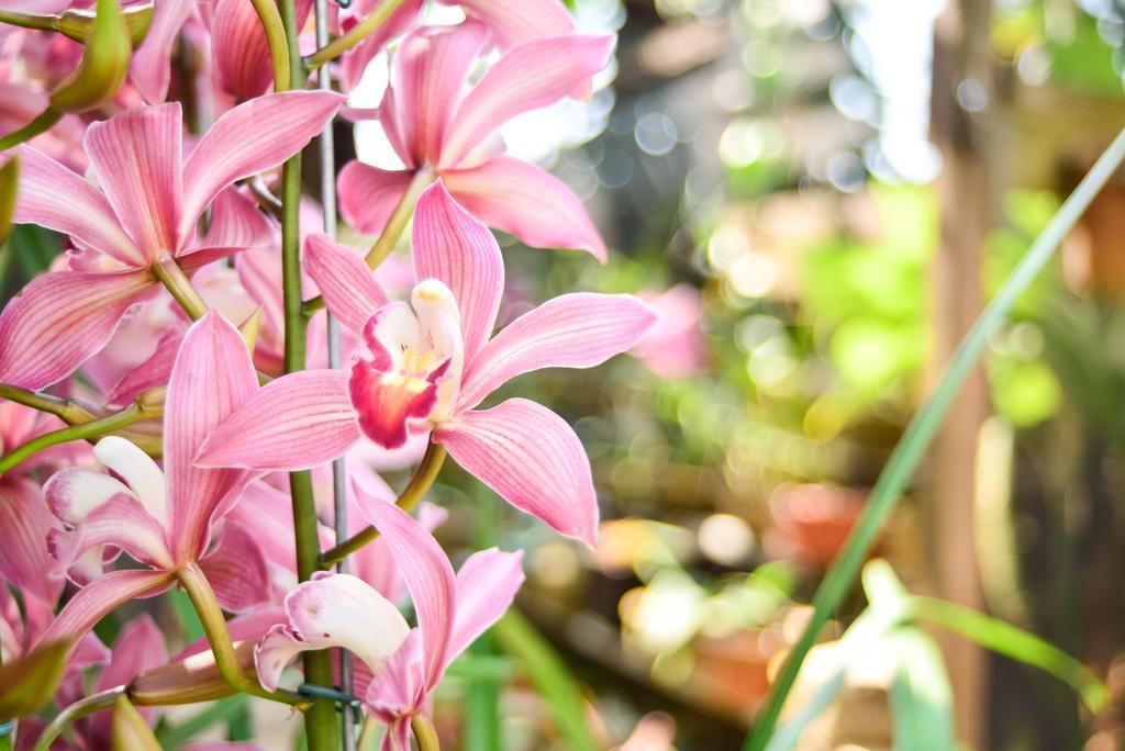 Orquidea Cafe Hotell Guarapari Eksteriør bilde